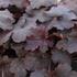 Heuchera hybrida 'Cajun Fire'.JPG