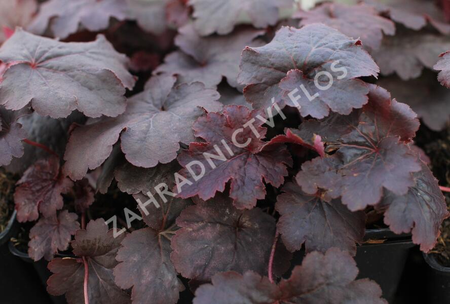 Dlužicha 'Cajun Fire' - Heuchera hybrida 'Cajun Fire'