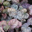 Dlužicha 'Cascade Dawn' - Heuchera hybrida 'Cascade Dawn'