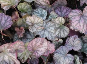 Dlužicha 'Cascade Dawn' - Heuchera hybrida 'Cascade Dawn'