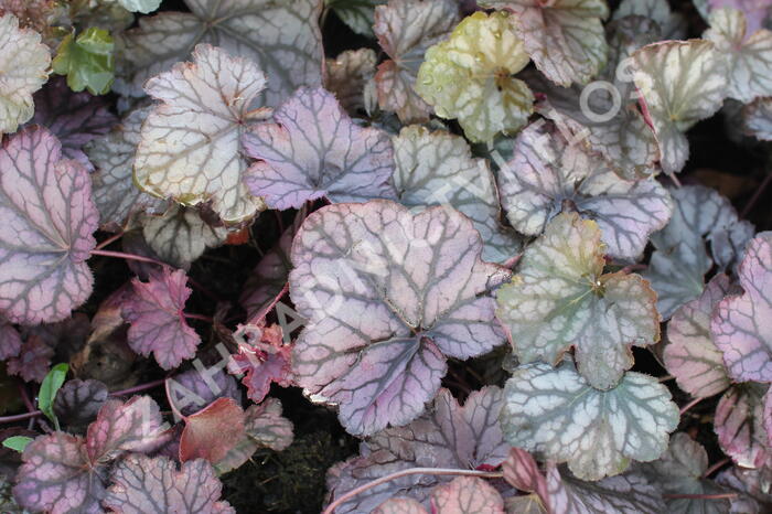 Dlužicha 'Cascade Dawn' - Heuchera hybrida 'Cascade Dawn'
