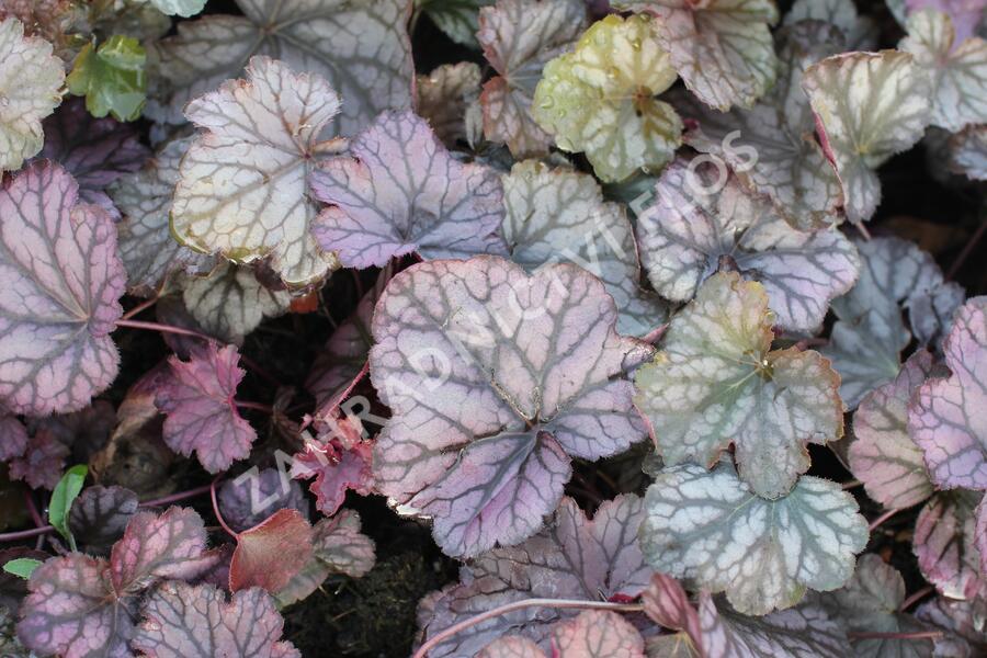 Dlužicha 'Cascade Dawn' - Heuchera hybrida 'Cascade Dawn'