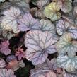 Dlužicha 'Cascade Dawn' - Heuchera hybrida 'Cascade Dawn'