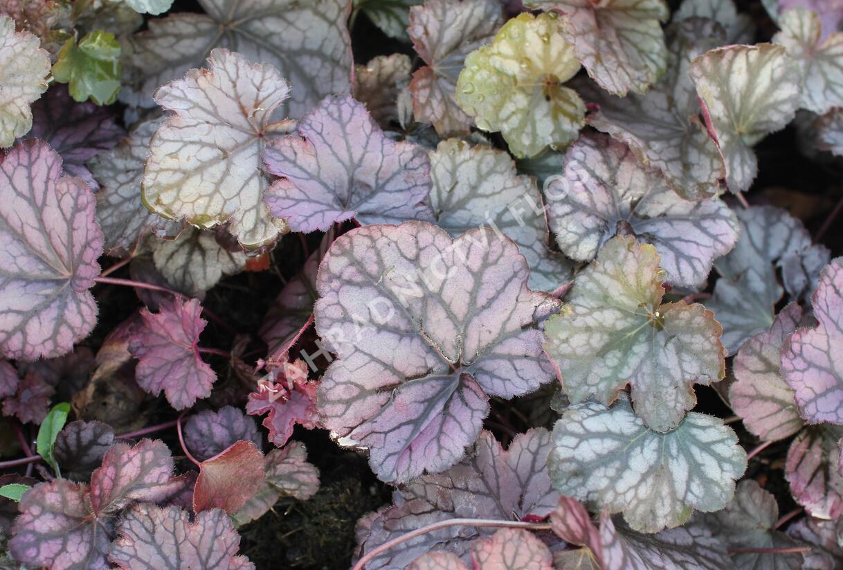 Dlužicha 'Cascade Dawn' - Heuchera hybrida 'Cascade Dawn'