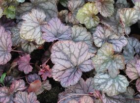 Dlužicha 'Cascade Dawn' - Heuchera hybrida 'Cascade Dawn'
