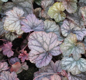 Dlužicha 'Cascade Dawn' - Heuchera hybrida 'Cascade Dawn'