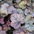 Heuchera hybrida 'Cascade Dawn'_02.JPG
