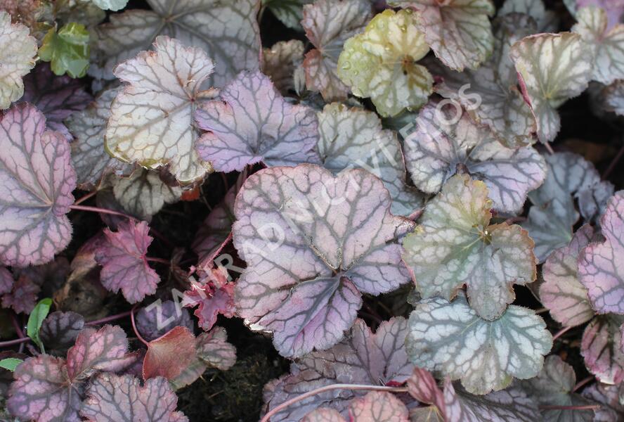 Dlužicha 'Cascade Dawn' - Heuchera hybrida 'Cascade Dawn'