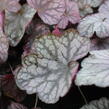 Dlužicha 'Cascade Dawn' - Heuchera hybrida 'Cascade Dawn'