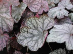 Dlužicha 'Cascade Dawn' - Heuchera hybrida 'Cascade Dawn'
