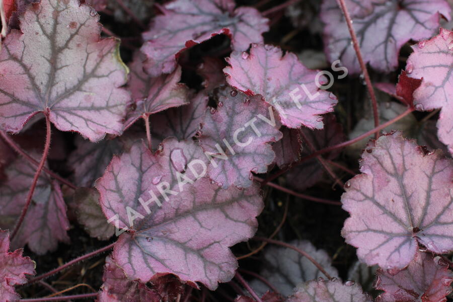 Dlužicha 'Sugar Berry' - Heuchera hybrida 'Sugar Berry'