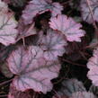 Dlužicha 'Sugar Berry' - Heuchera hybrida 'Sugar Berry'