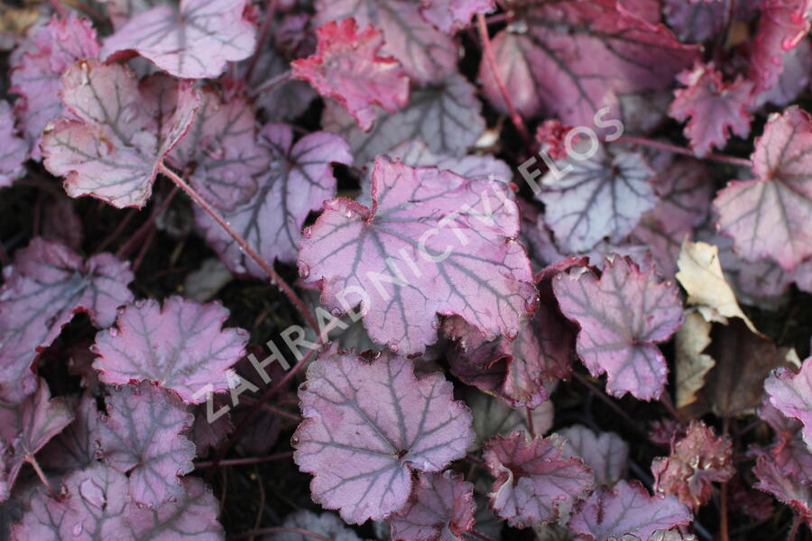 Dlužicha 'Sugar Berry' - Heuchera hybrida 'Sugar Berry'