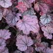 Dlužicha 'Sugar Berry' - Heuchera hybrida 'Sugar Berry'