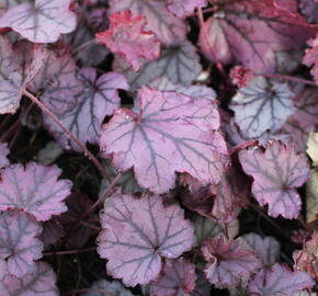 Dlužicha 'Sugar Berry' - Heuchera hybrida 'Sugar Berry'