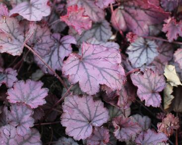 Dlužicha 'Sugar Berry'