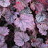 Heuchera hybrida 'Sugar Berry'.JPG