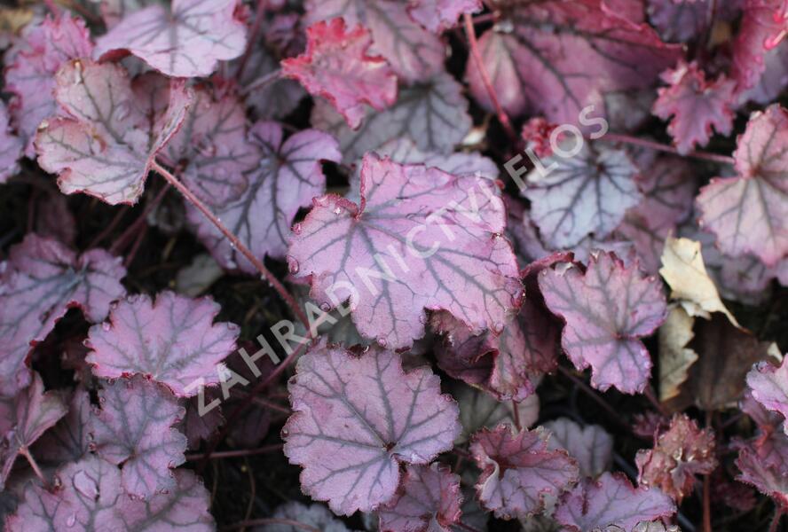 Dlužicha 'Sugar Berry' - Heuchera hybrida 'Sugar Berry'
