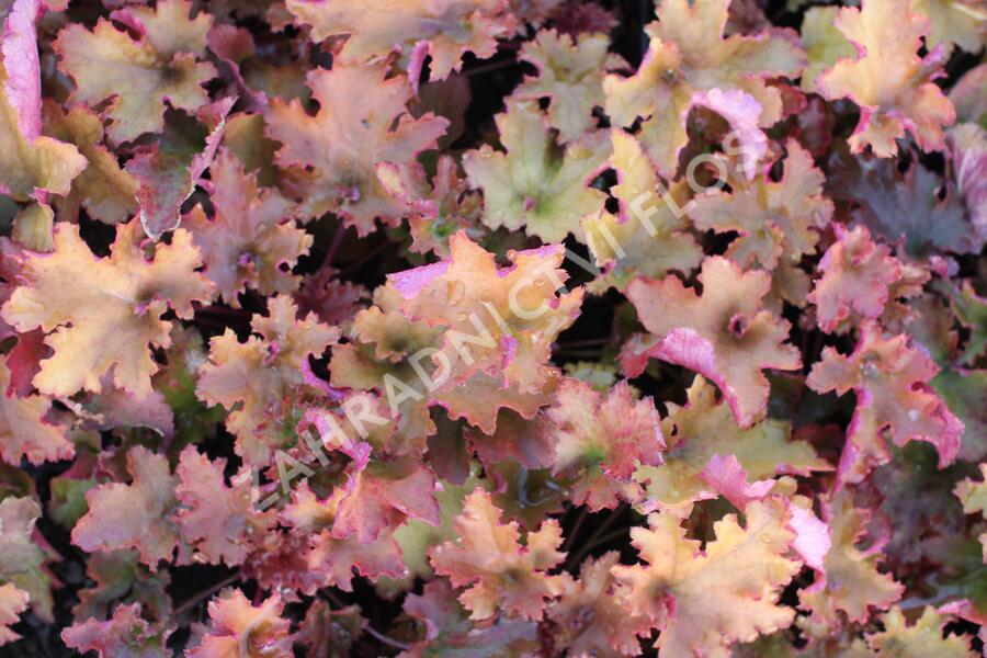 Dlužicha 'Zipper' - Heuchera hybrida 'Zipper'