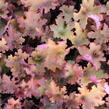 Dlužicha 'Zipper' - Heuchera hybrida 'Zipper'
