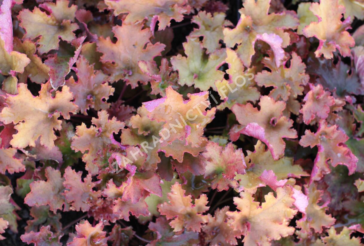 Dlužicha 'Zipper' - Heuchera hybrida 'Zipper'