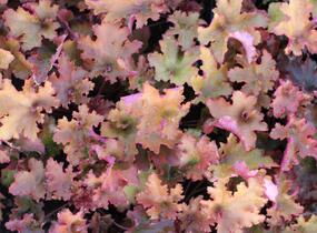 Dlužicha 'Zipper' - Heuchera hybrida 'Zipper'