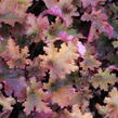 Dlužicha 'Zipper' - Heuchera hybrida 'Zipper'