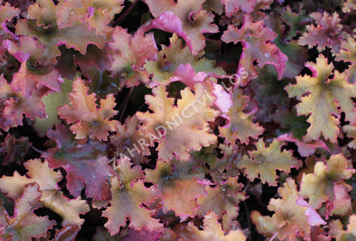 Dlužicha 'Zipper' - Heuchera hybrida 'Zipper'