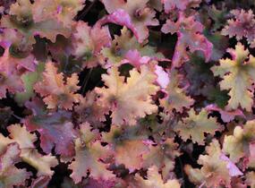 Dlužicha 'Zipper' - Heuchera hybrida 'Zipper'