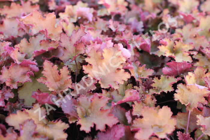 Dlužicha 'Zipper' - Heuchera hybrida 'Zipper'