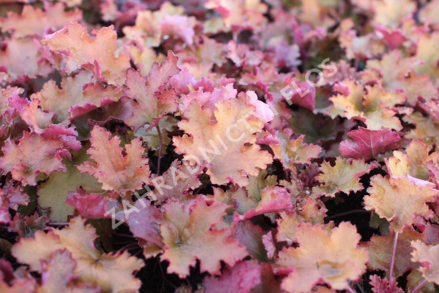Dlužicha 'Zipper' - Heuchera hybrida 'Zipper'