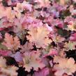 Dlužicha 'Zipper' - Heuchera hybrida 'Zipper'