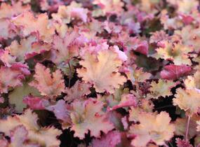 Dlužicha 'Zipper' - Heuchera hybrida 'Zipper'