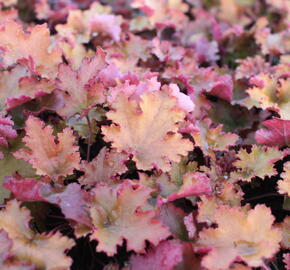 Dlužicha 'Zipper' - Heuchera hybrida 'Zipper'