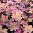Heuchera hybrida 'Zipper'.JPG