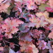 Dlužicha 'Zipper' - Heuchera hybrida 'Zipper'