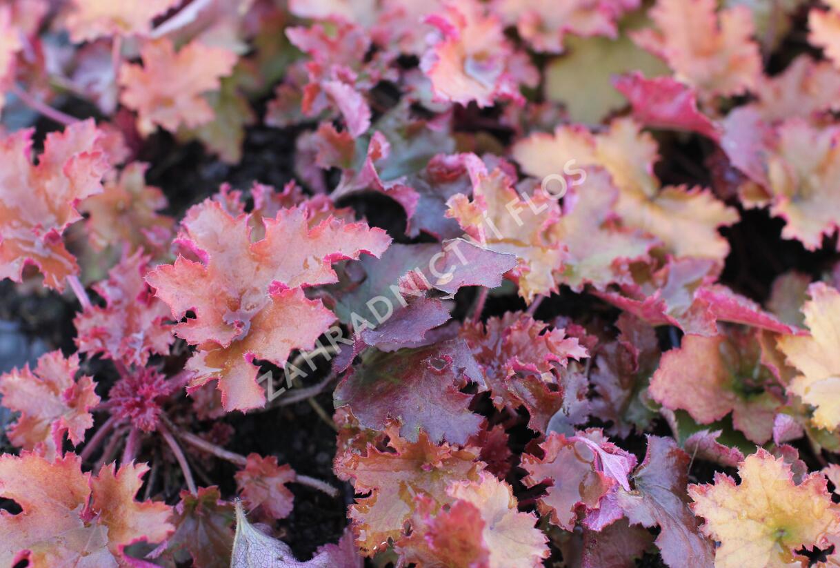 Dlužicha 'Zipper' - Heuchera hybrida 'Zipper'