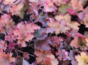 Dlužicha 'Zipper' - Heuchera hybrida 'Zipper'