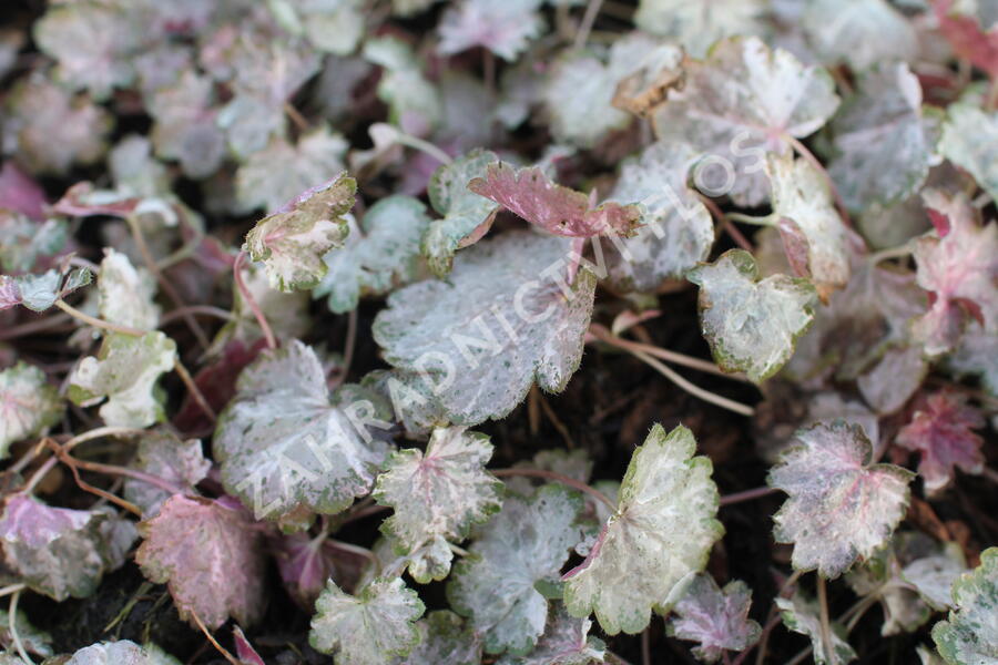 Dlužicha 'Pinky Panky' - Heuchera hybrida 'Pinky Panky'
