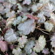 Dlužicha 'Pinky Panky' - Heuchera hybrida 'Pinky Panky'