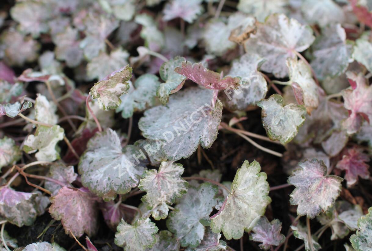 Dlužicha 'Pinky Panky' - Heuchera hybrida 'Pinky Panky'