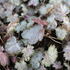 Heuchera hybrida 'Pinky Panky'_01.JPG