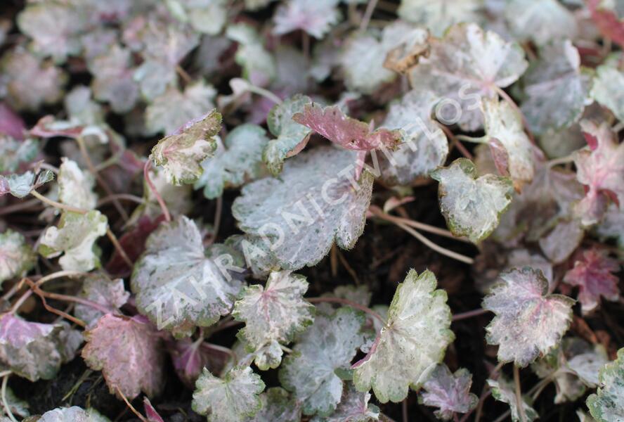 Dlužicha 'Pinky Panky' - Heuchera hybrida 'Pinky Panky'