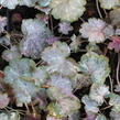 Dlužicha 'Pinky Panky' - Heuchera hybrida 'Pinky Panky'