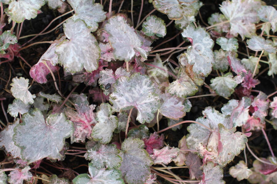 Dlužicha 'Pinky Panky' - Heuchera hybrida 'Pinky Panky'