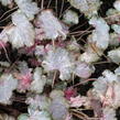 Dlužicha 'Pinky Panky' - Heuchera hybrida 'Pinky Panky'
