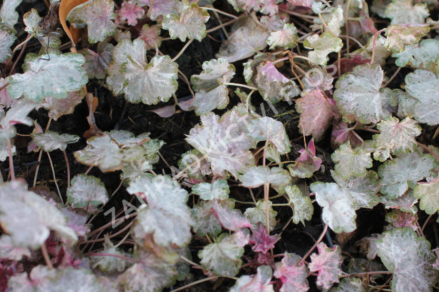 Dlužicha 'Pinky Panky' - Heuchera hybrida 'Pinky Panky'