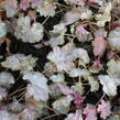 Dlužicha 'Pinky Panky' - Heuchera hybrida 'Pinky Panky'