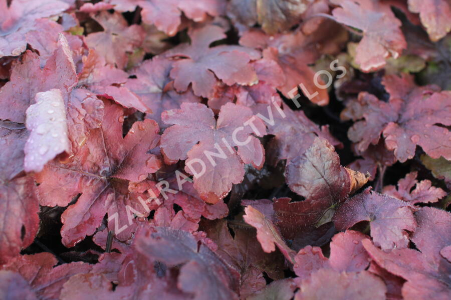 Dlužela 'Pop Art' - Heucherella ‘Pop Art’