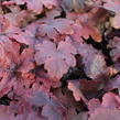 Dlužela 'Pop Art' - Heucherella ‘Pop Art’